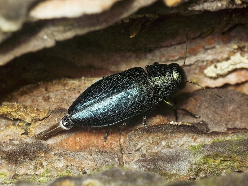Phaenops cyaneus (Fabricius, 1775)